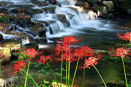 timelapse photography of red spider lily flower and body of water thumbnail