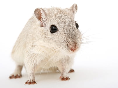 white mouse thumbnail