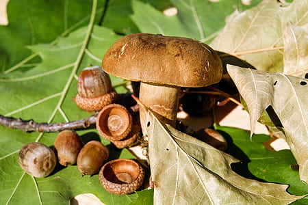 brown mushroom beside brown nuts on green leaves thumbnail