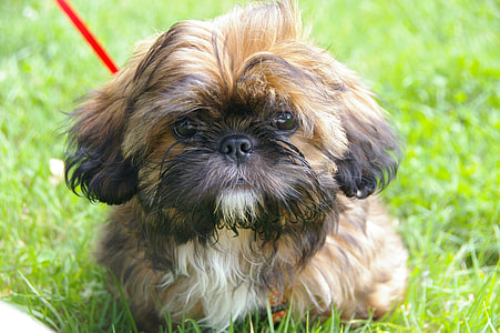 brown and black shih tzu puppy thumbnail
