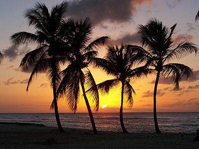 silhouette photography of four coconut trees near seashore thumbnail