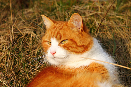 orange and white cat laying on grass thumbnail