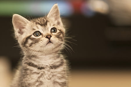 gray tabby kitten thumbnail