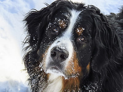 Bernese Mountain dog on snow at daytime close-up photo thumbnail