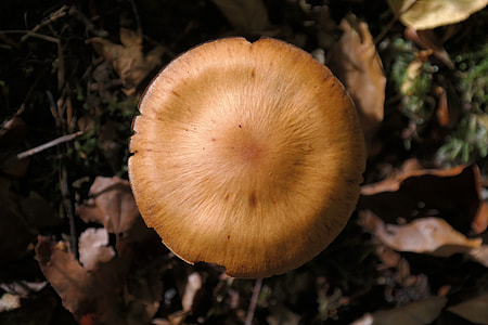Mushroom, Forest thumbnail