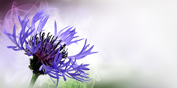 shallow focus photography purple flower during daytime thumbnail