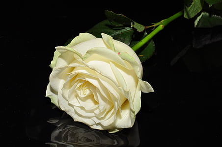 white rose thumbnail