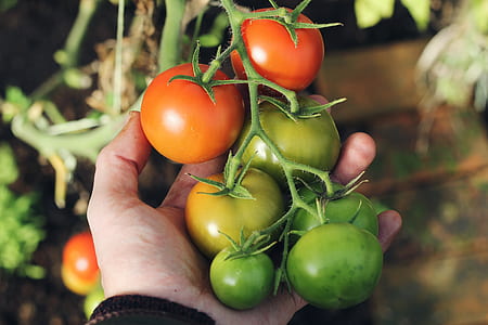 person holding tomatoes thumbnail