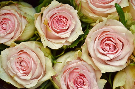 pink roses closeup photo thumbnail