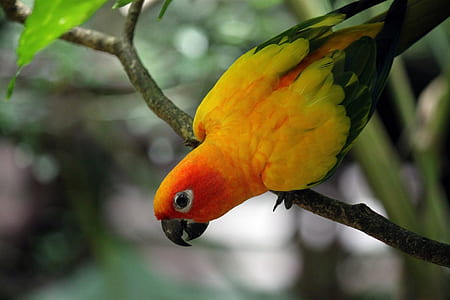 red and yellow bird perching thumbnail