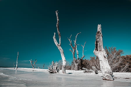 gray bare tree thumbnail
