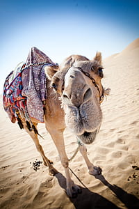 camel on dessert thumbnail