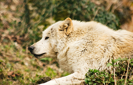 selective focus photography of white wolf thumbnail