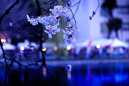 selective focus photography of purple petaled flower thumbnail