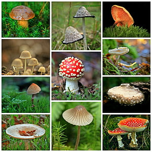 assorted-color mushroom lot collage thumbnail