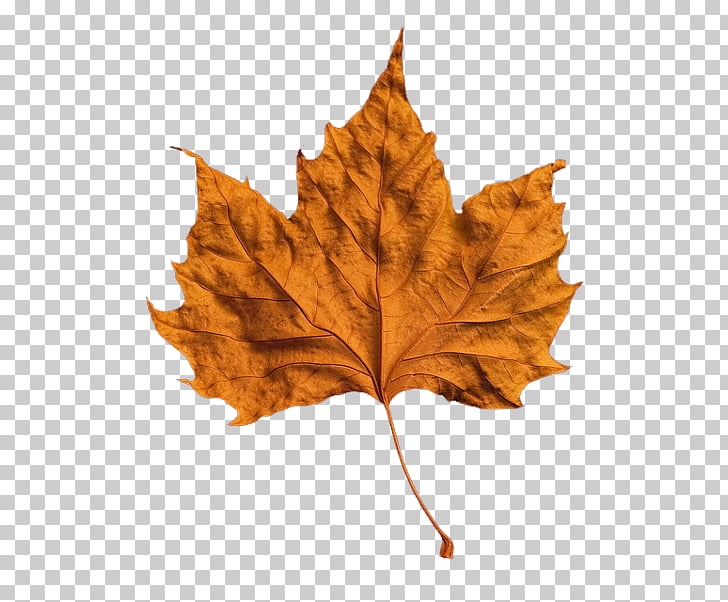 autumn leaf color autumn