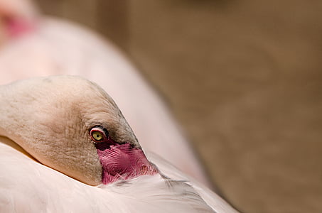 selective focus photography of white bird thumbnail