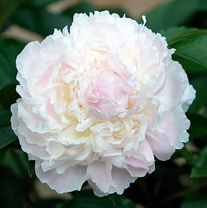 shallow focus of white and pink peony flower thumbnail