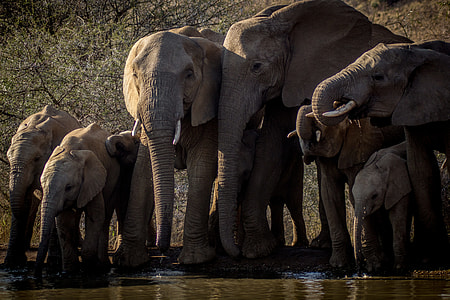 gray elephants on body of water thumbnail