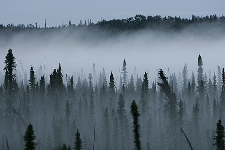 landscape photo of green trees during daytime thumbnail