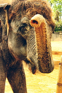 closeup photography of black elephant thumbnail