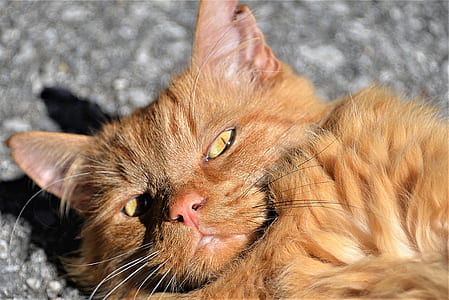 brown cat thumbnail