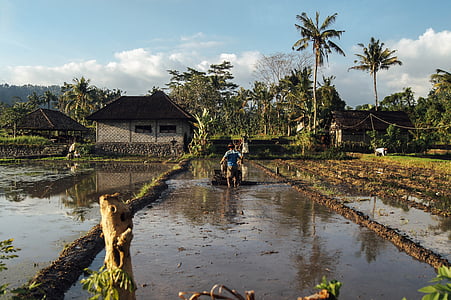 man in blue shirt standing on rice paddy thumbnail