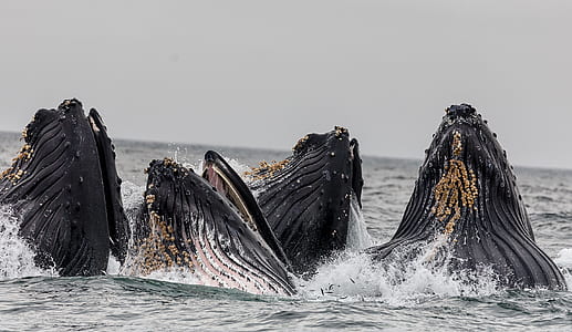 humback whales thumbnail