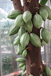 This is how cocoa beans grow on trees. thumbnail