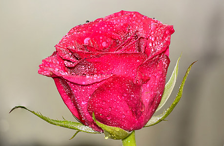 water dew on red rose thumbnail