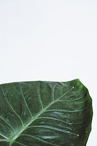 green leaf with white background thumbnail