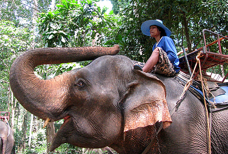 man riding on elephant beside tree at daytime thumbnail