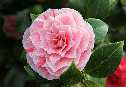 closeup photo pink petaled flower in full bloom thumbnail