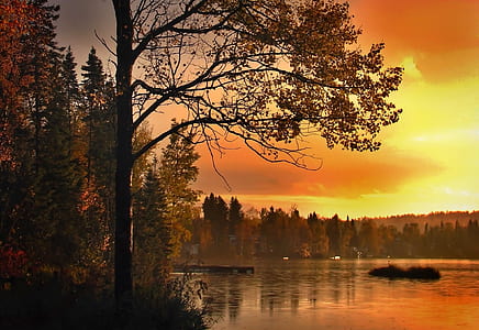 trees by the lake at golden hour thumbnail