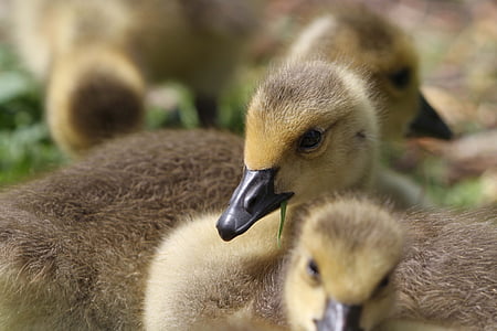 two ducklings thumbnail