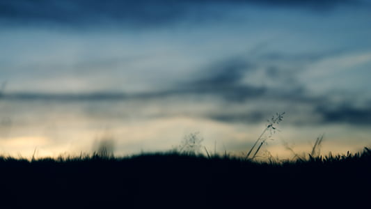 silhouette of grass under blue sky thumbnail