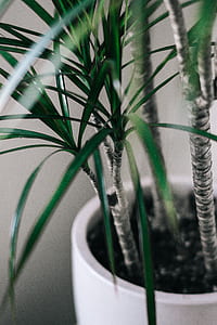 yucca plant on white pot thumbnail