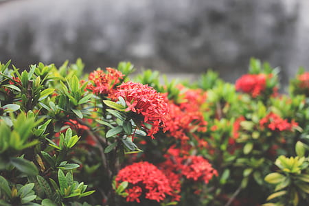 close-up photo of red petaled flowers thumbnail