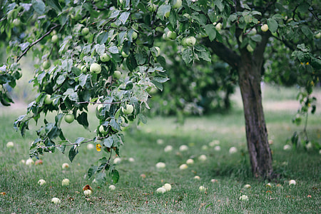 Flowers, fruits and vegetables in the garden thumbnail