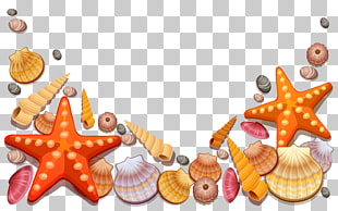 Seashell , Sea Shells Decor , seashell lot illustration PNG clipart