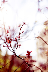 white petaled flower thumbnail