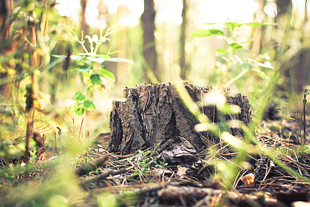 Stump in Forest thumbnail