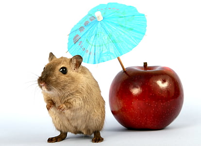 brown mouse beside red apple fruit in white background thumbnail