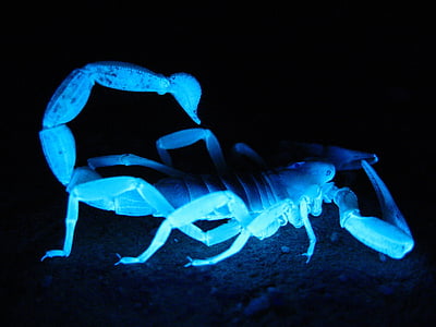 beige scorpion with blue light thumbnail