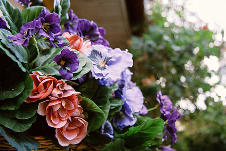 Flowers in Garden thumbnail