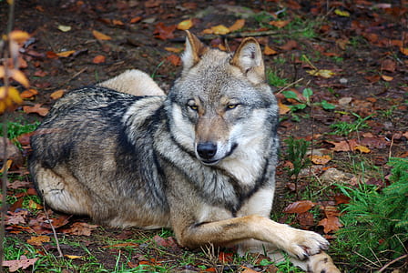 adult wolfdog prone lying on grass ground at daytime thumbnail