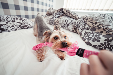 Funny Playing With Yorkie Dog at Home #2 thumbnail