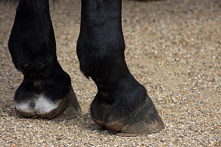 black horse standing on gray soil thumbnail