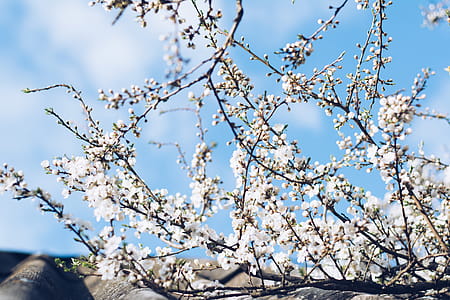 White Cherry Blossom Under Cloudy Sky thumbnail