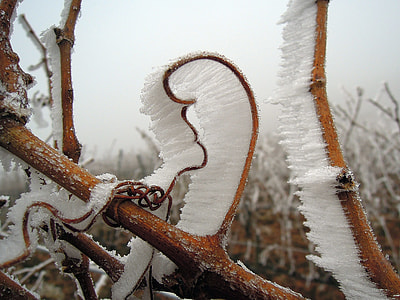 photo of frosted stem thumbnail